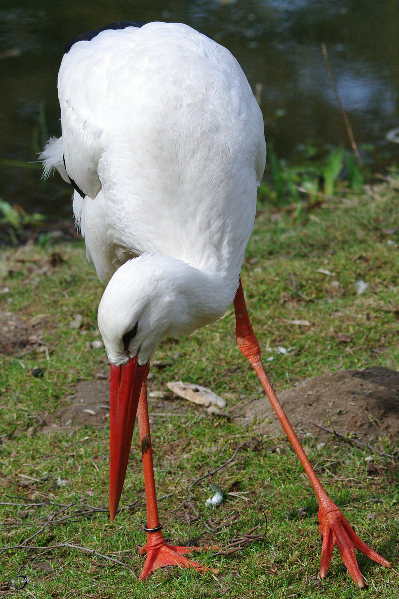 Ein Weistorch auf der Suche nach dem Frosch. (Zoo Rostock, April 2009)