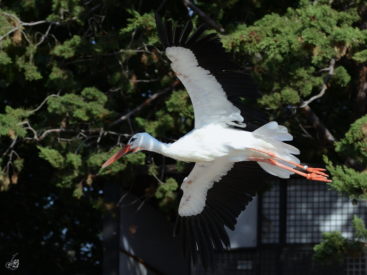 Ein Weistorch im Flug. (Dezember 2010)