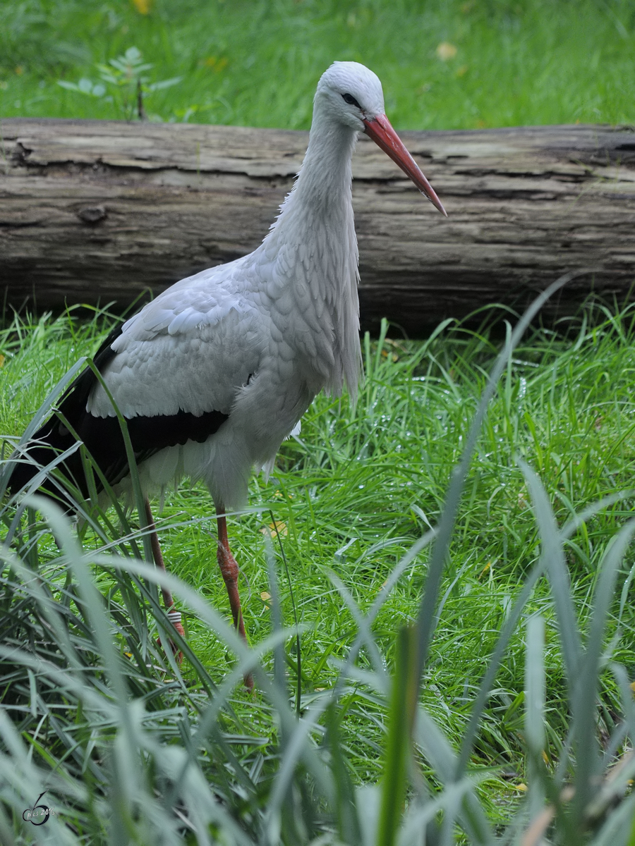 Ein Weistorch im Zoo Duisburg. (September 2010)