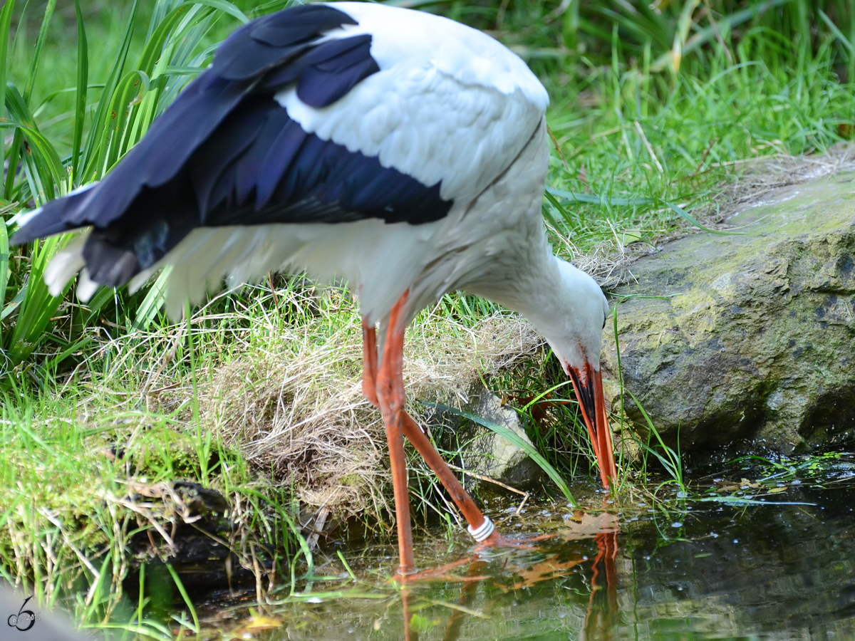 Ein Weistorch im Zoo Duisburg. (September 2011)