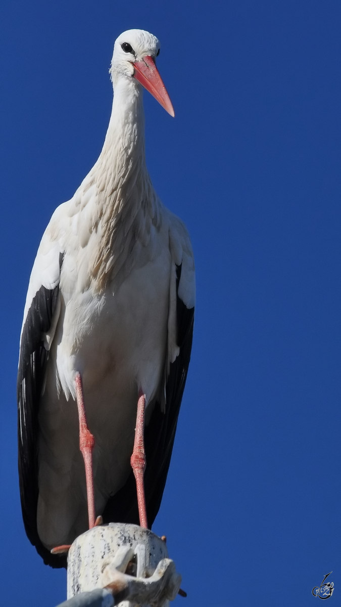 Ein Weistorch im Zoo Madrid. (Dezember 2010)