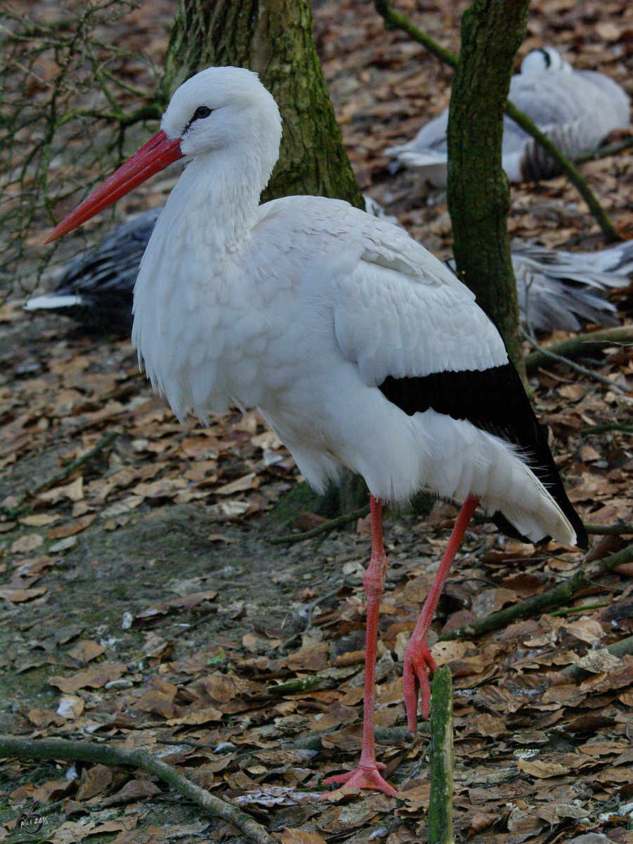 Ein Weistorch im Zoo Wuppertal. (Januar 2009)