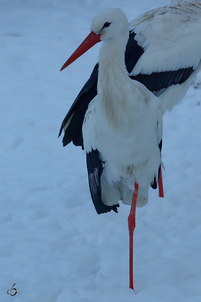 Ein Weistorch im Zoo Wuppertal. (Januar 2009)