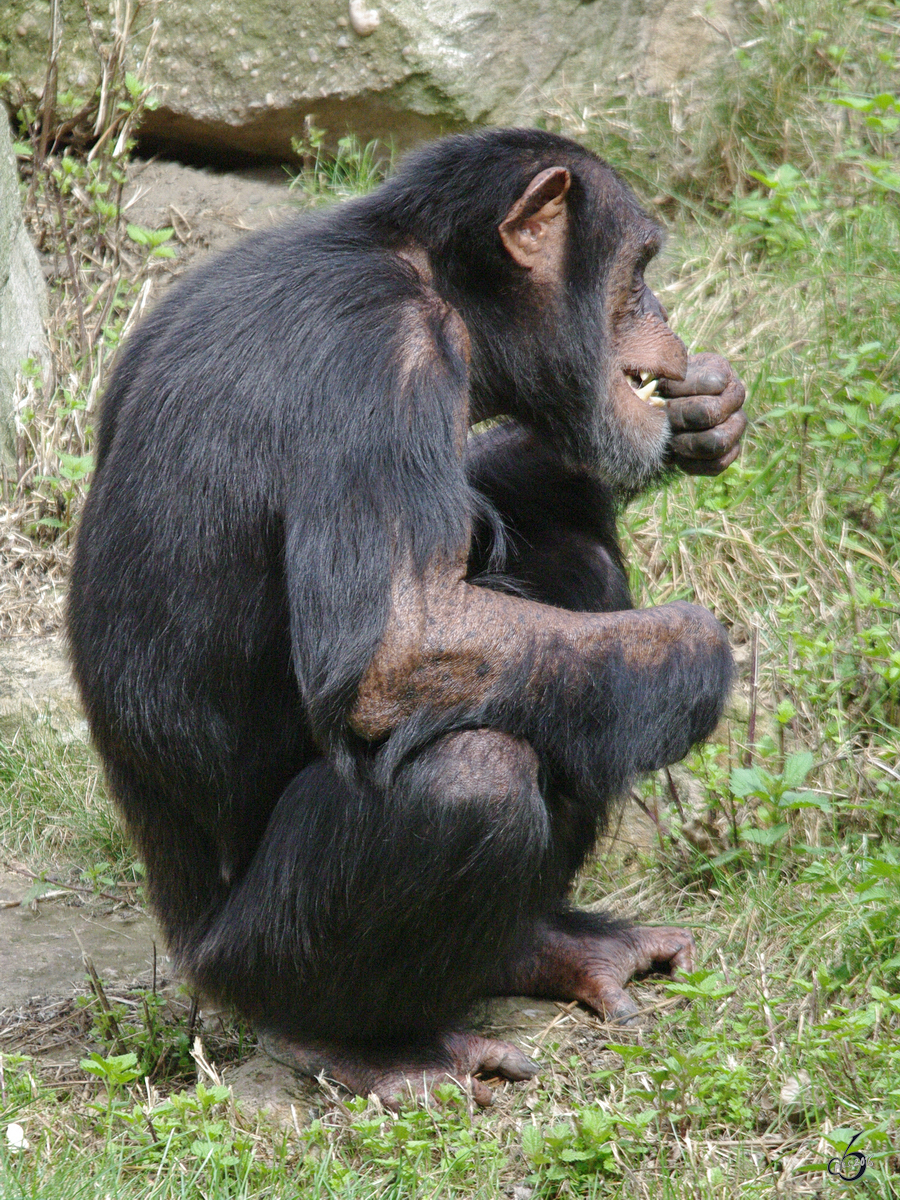 Ein Westafrikanischer Schimpanse im Zoom Gelsenkirchen. (September 2009)