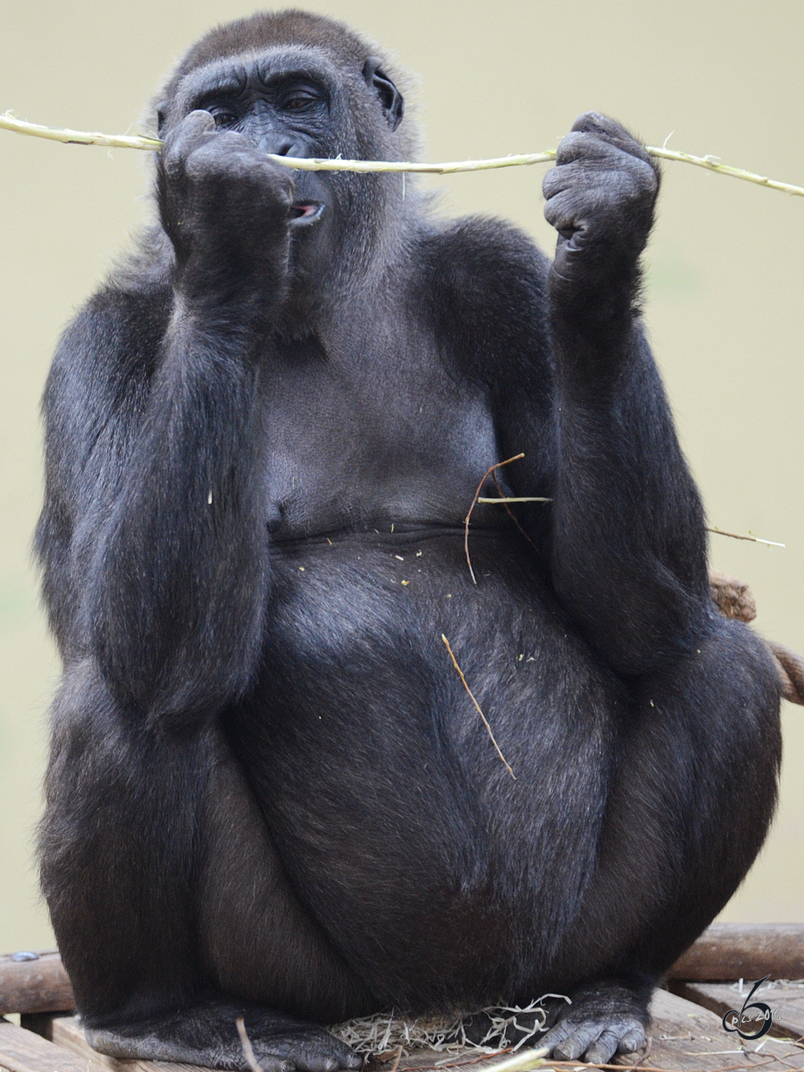 Ein Westlicher Flachlandgorilla