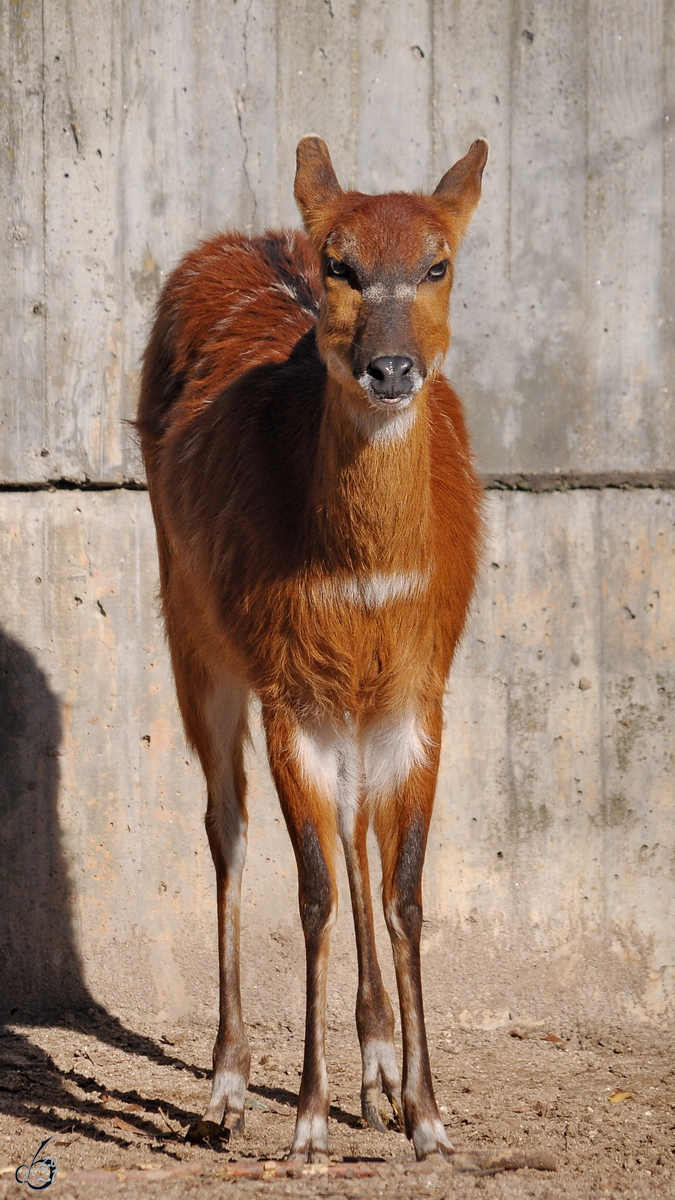 Ein Westlicher Sitatunga war Mitte Dezember 2010 im Zoo Madrid zu sehen.