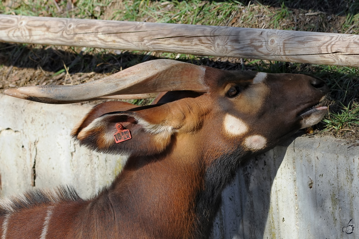 Ein Westlicher Sitatunga war dieser Tapir im Zoo Madrid zu sehen.