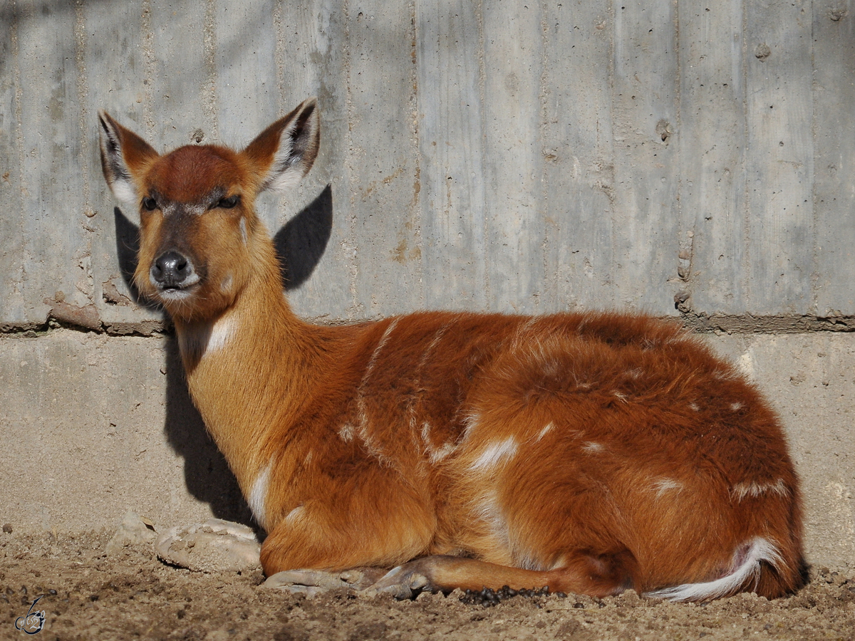 Ein Westlicher Sitatunga war dieser Tapir im Zoo Madrid zu sehen.