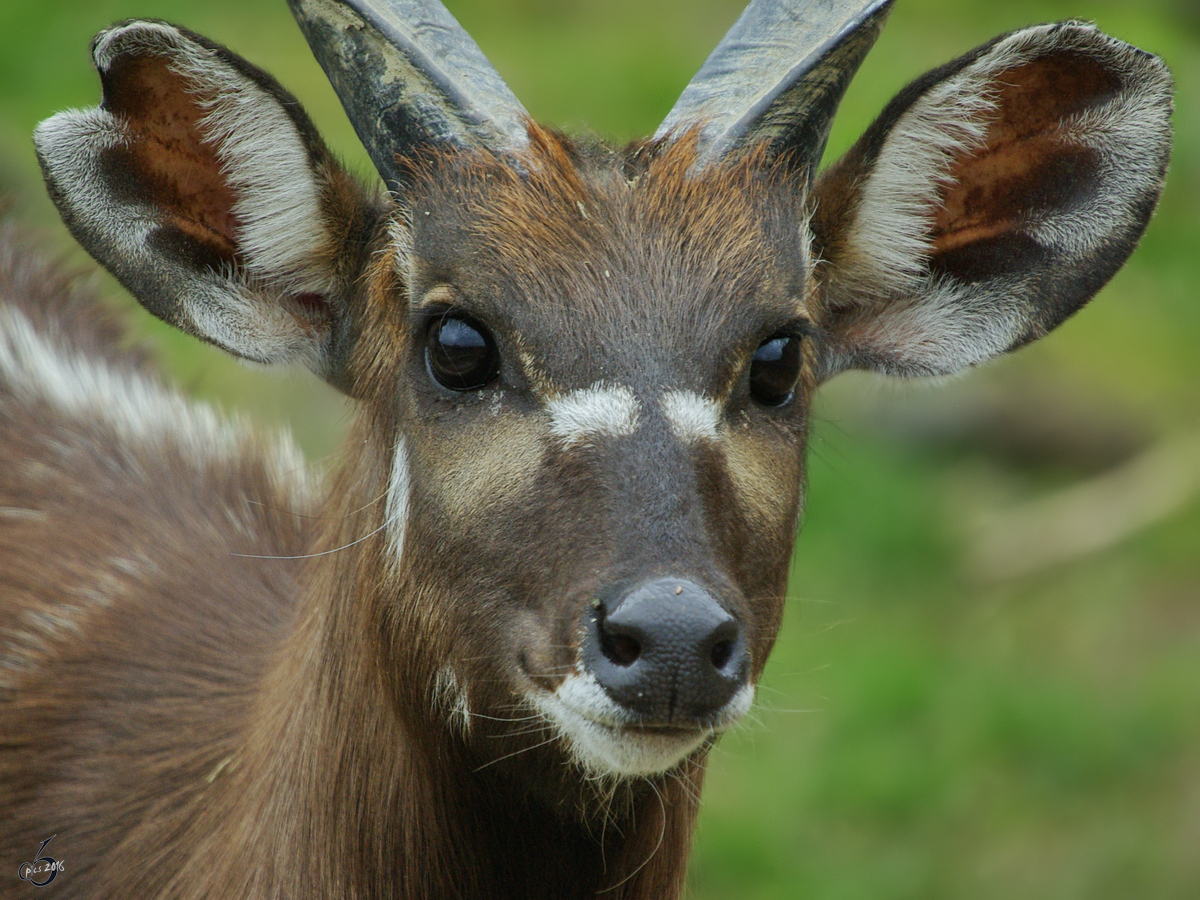 Ein Westlicher Sitatunga im Zoom Gelsenkirchen.