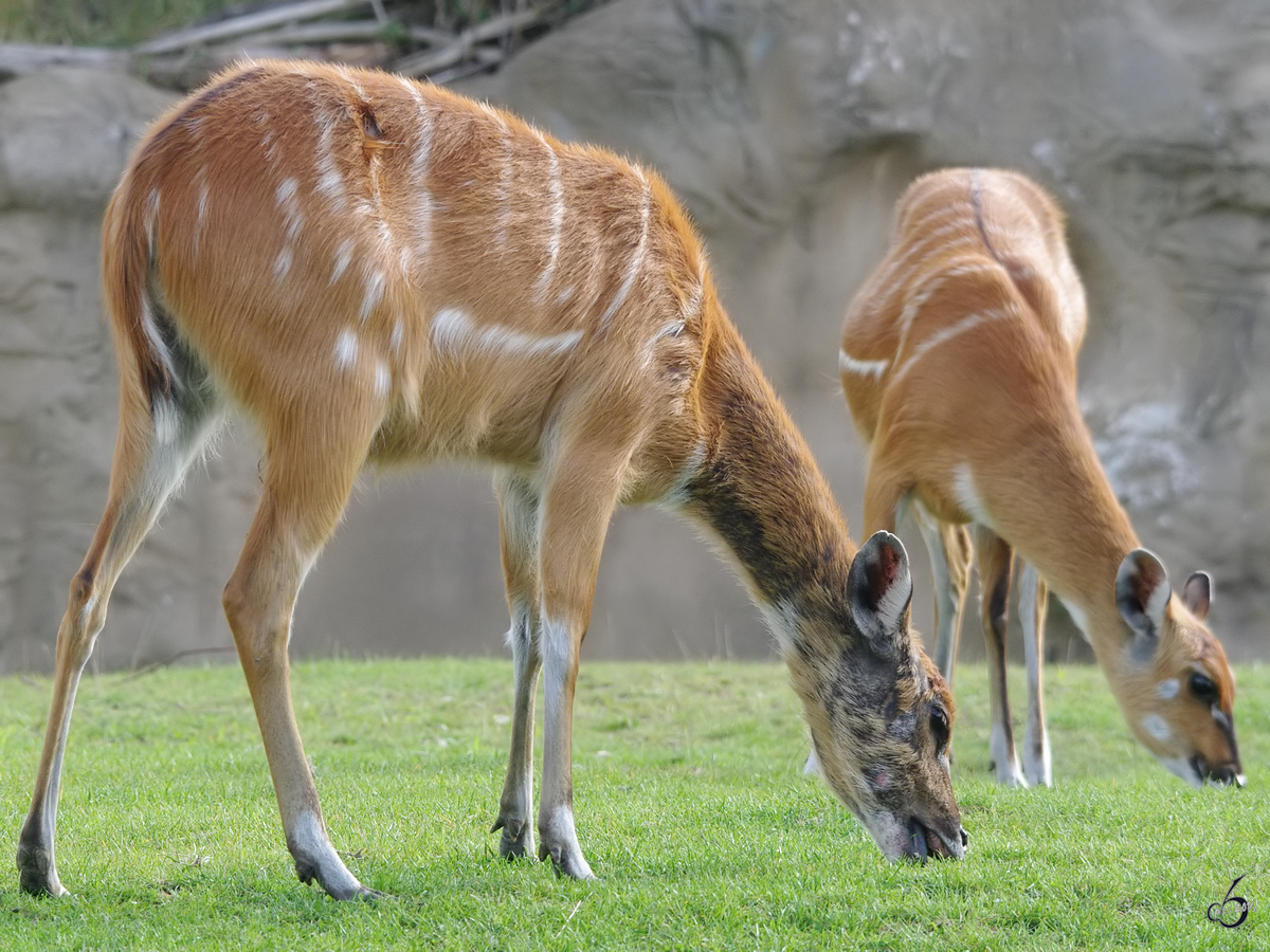 Ein Westlicher Sitatunga im Zoom Gelsenkirchen.