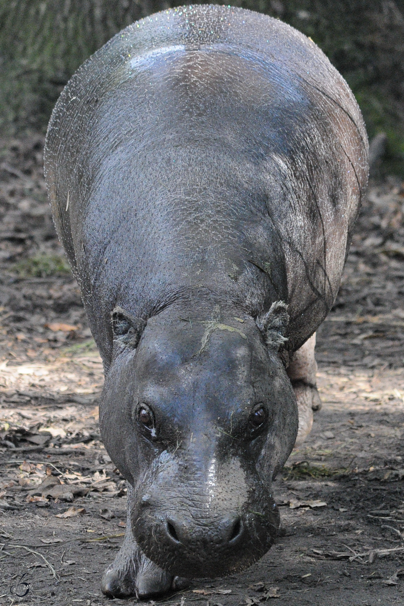 Ein Westliches Zwergflupferd im Zoo Duisburg. (September 2010)