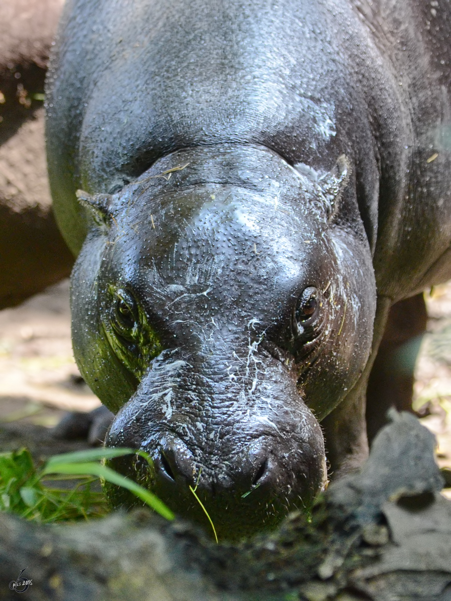 Ein Westliches Zwergflupferd im Zoo Duisburg. (Juli 2013)