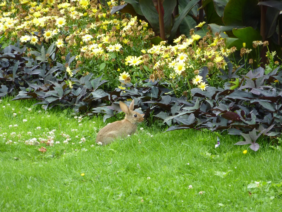 Ein Wildhase sitzt hier in einer Wiese in Dortmund, 20.08.2013.
