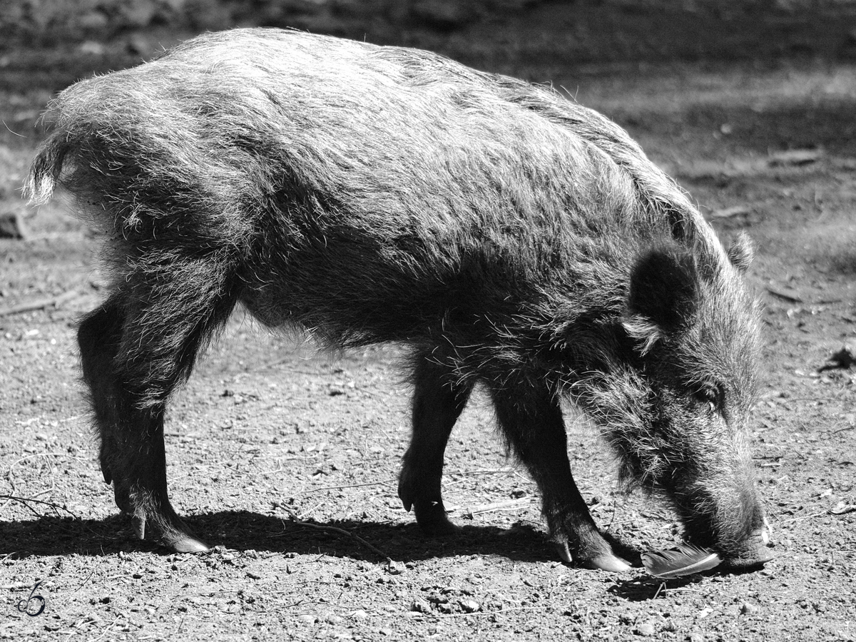 Ein Wildschwein und die Feder. (Gstrow, April 2009)