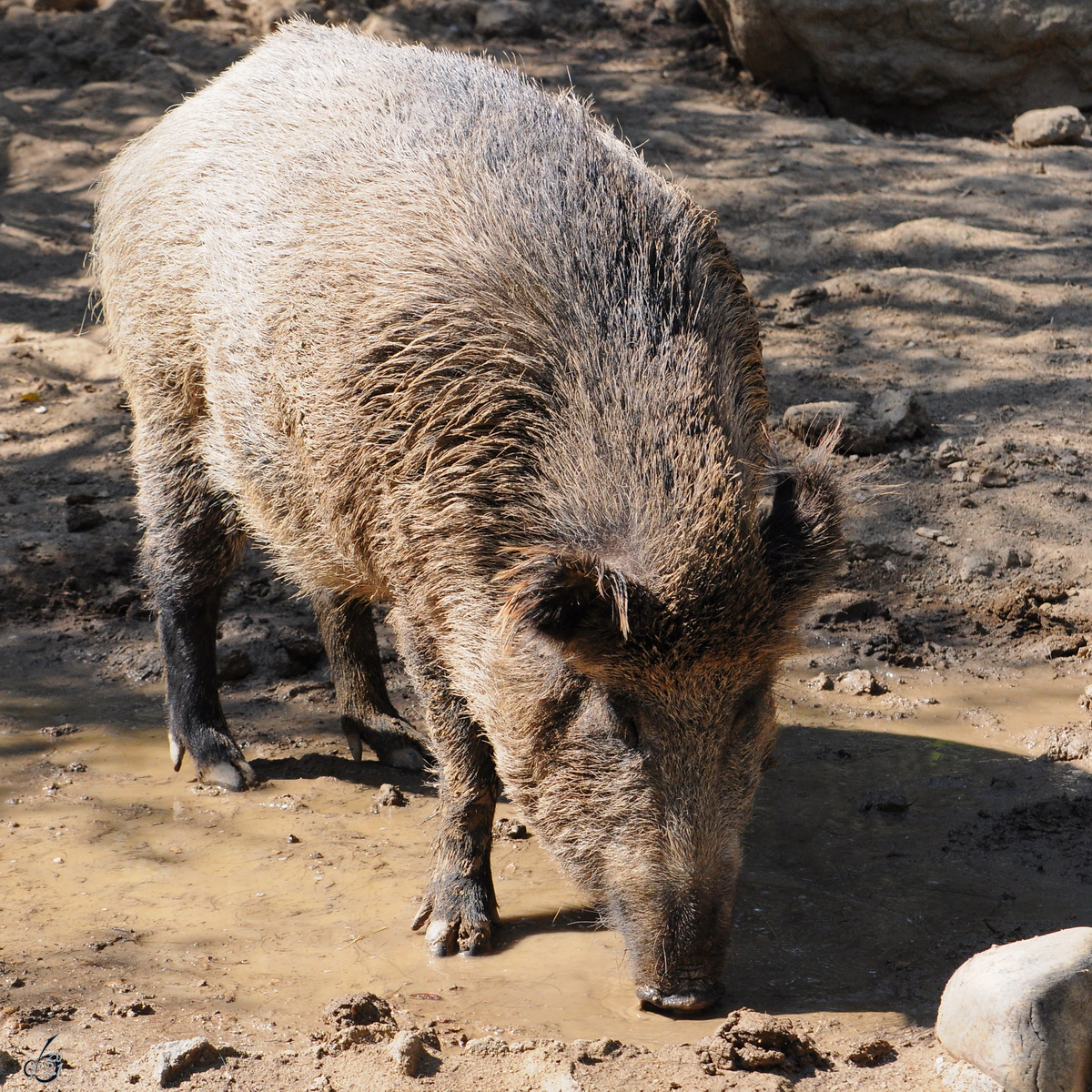 Ein Wildschwein schnffelt in einer Pftze, so gesehen Mitte Dezember 2010 im Zoo Madrid.