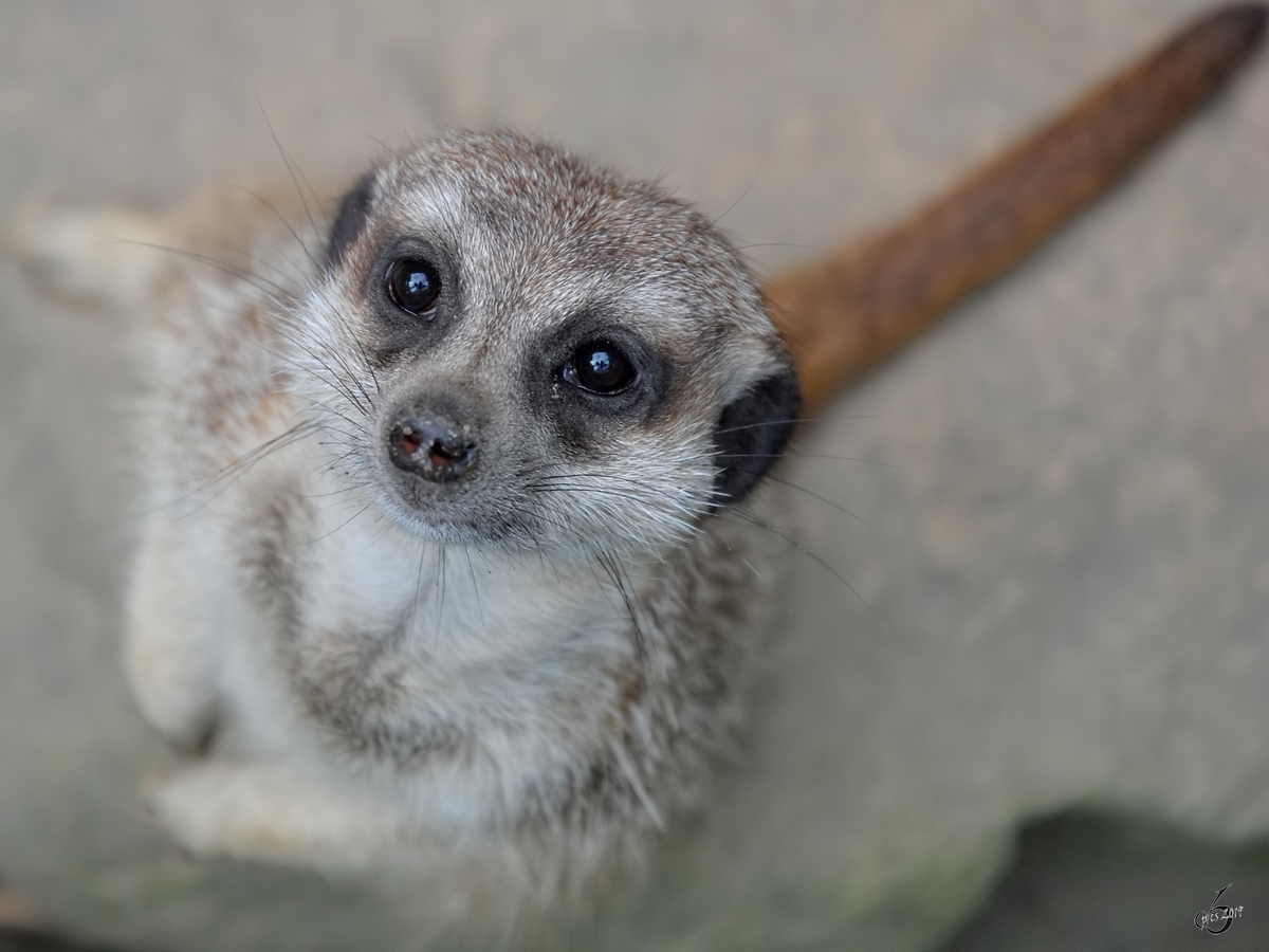 Ein wirklich neugieriges Erdmnnchen im Zoo Dortmund. (Mai 2010)