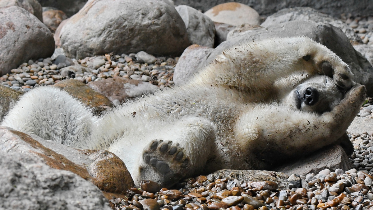 Ein wirklich relaxter junger Eisbr im Zoo Aalborg. (Juni 2018)