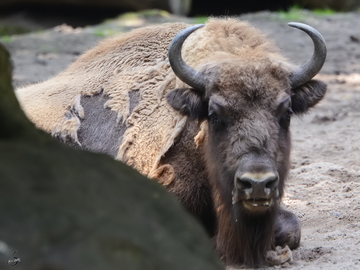 Ein Wisent im Zoo Duisburg. (Juli 2013)