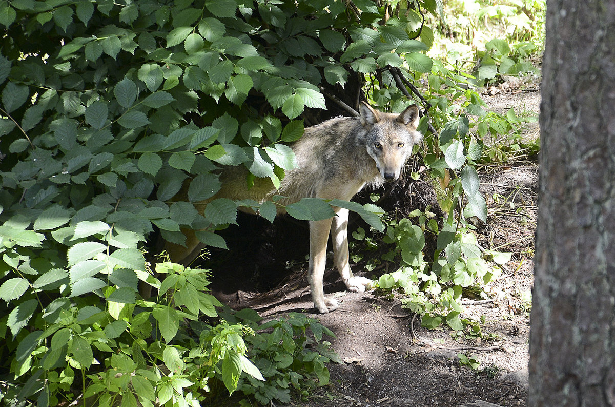 Ein Wolf (Canis lupus) in der Wildtierabteilung des Freilichtmuseums Skansen in Stockholm. Aufnahme: 25. Juli 2017.