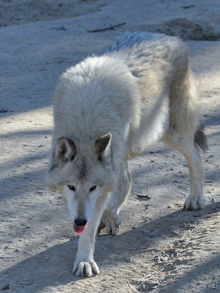 Ein Wolf in seinem Revier. (Zoo Madrid, Dezember 2010)