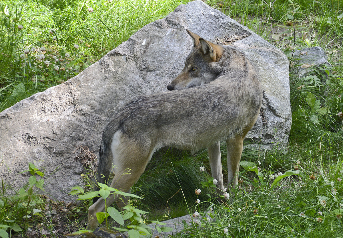 Ein Wolf im Wildtiergebiet von Skansen in Stockholm - Schweden. Aufnahme: 25. Juli.
13.09.2017 Hans Christian Davidsen
