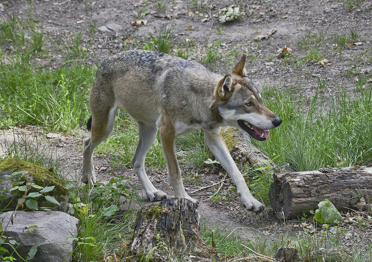 Ein Wolf im Wildtiergebiet von Skansen in Stockholm - Schweden. Aufnahme: 25. Juli.