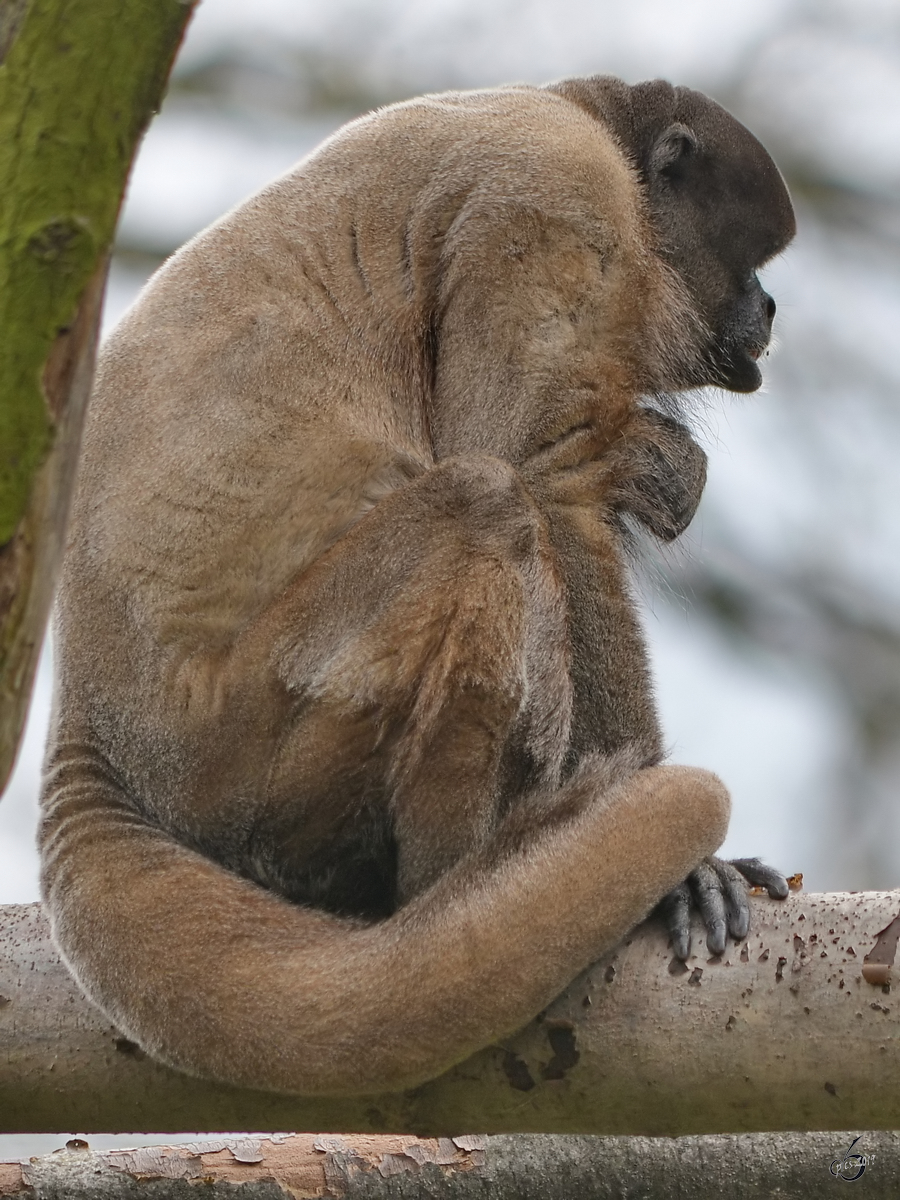 Ein Wollaffe war Anfang April 2017 im Zoo Dresden zu sehen. 