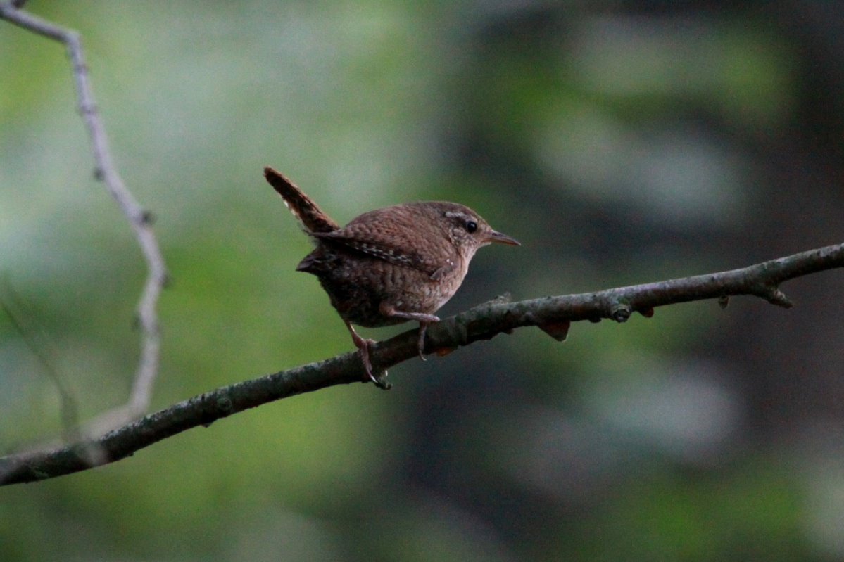 Ein Zaunknig singt sein Liedchen am Ratzeburger Kchensee; 30.06.2016