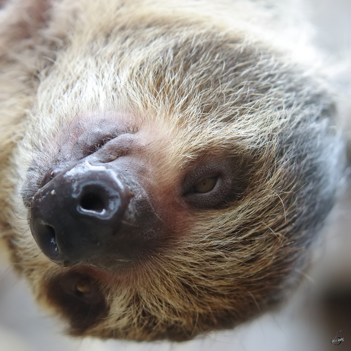 Ein ziemlich faules Zweifingerfaultier im Zoo Dortmund. (Mrz 2009)