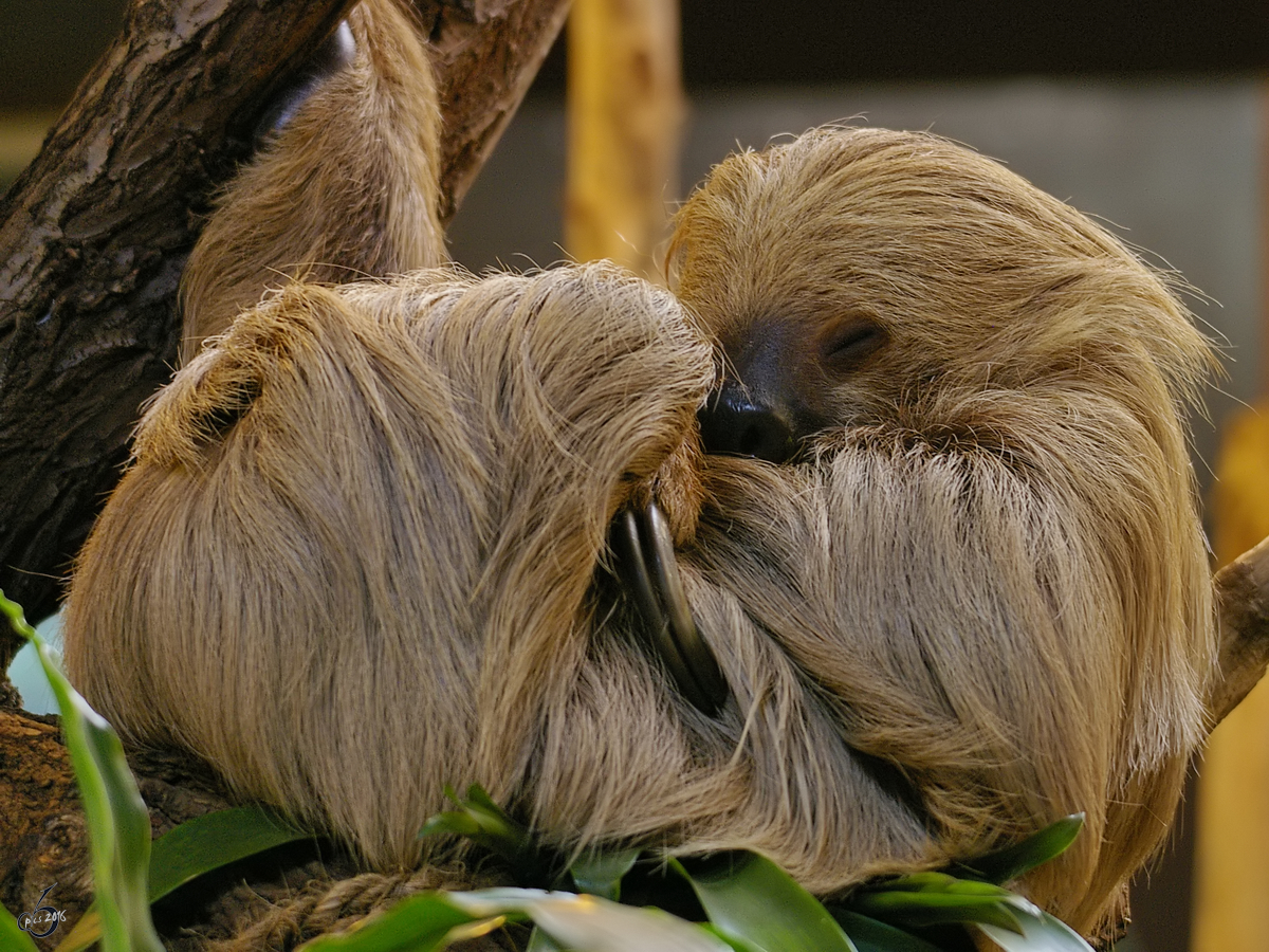 Ein ziemlich mdes Zweifinger-Faultier im Zoo Duisburg. (Oktober 2006)