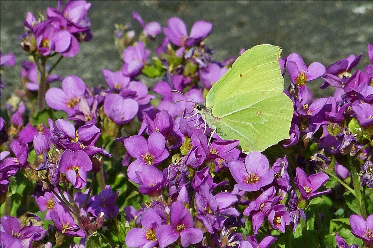 Ein Zitronenfalter besucht die Blumen in unserem Garten.  31.03.2017.