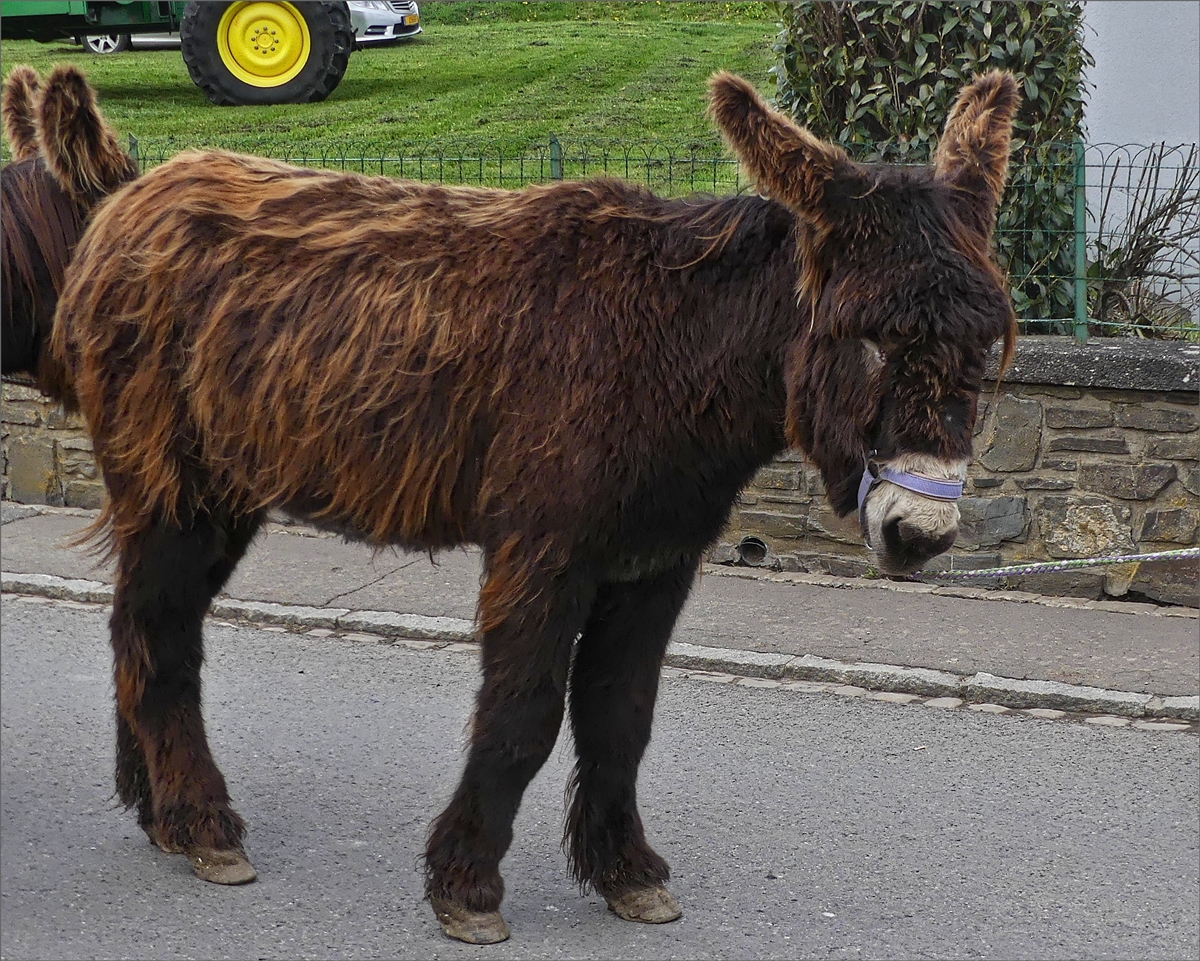 Ein zotteliger Esel gesehen am 14.04.2019