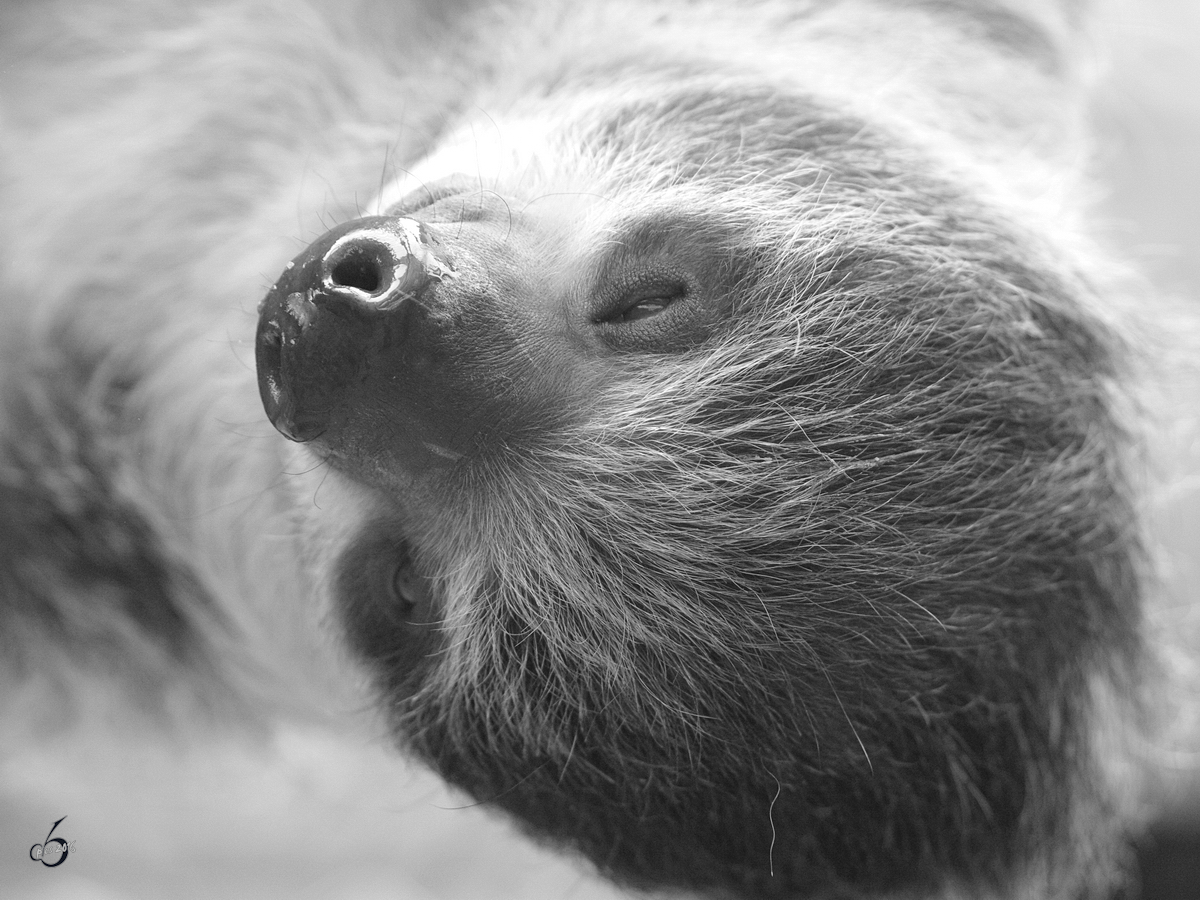 Ein Zweifinger-Faultier im Zoo Dortmund. (Mrz 2009)