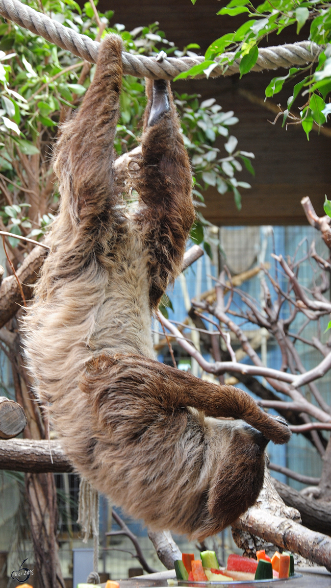 Ein Zweifinger-Faultier im Zoo Duisburg. (September 2010)