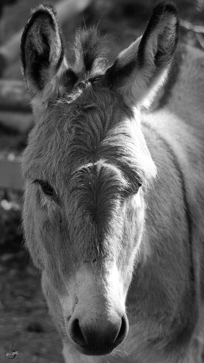 Ein Zwergesel im Zoo Dortmund. (September 2008)