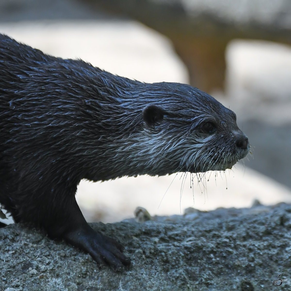 Ein Zwergotter Ende April 2018 im Zoo Berlin.