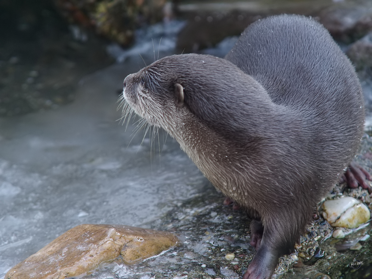 Ein Zwergotter im Zoo Wuppertal. (Januar 2009)