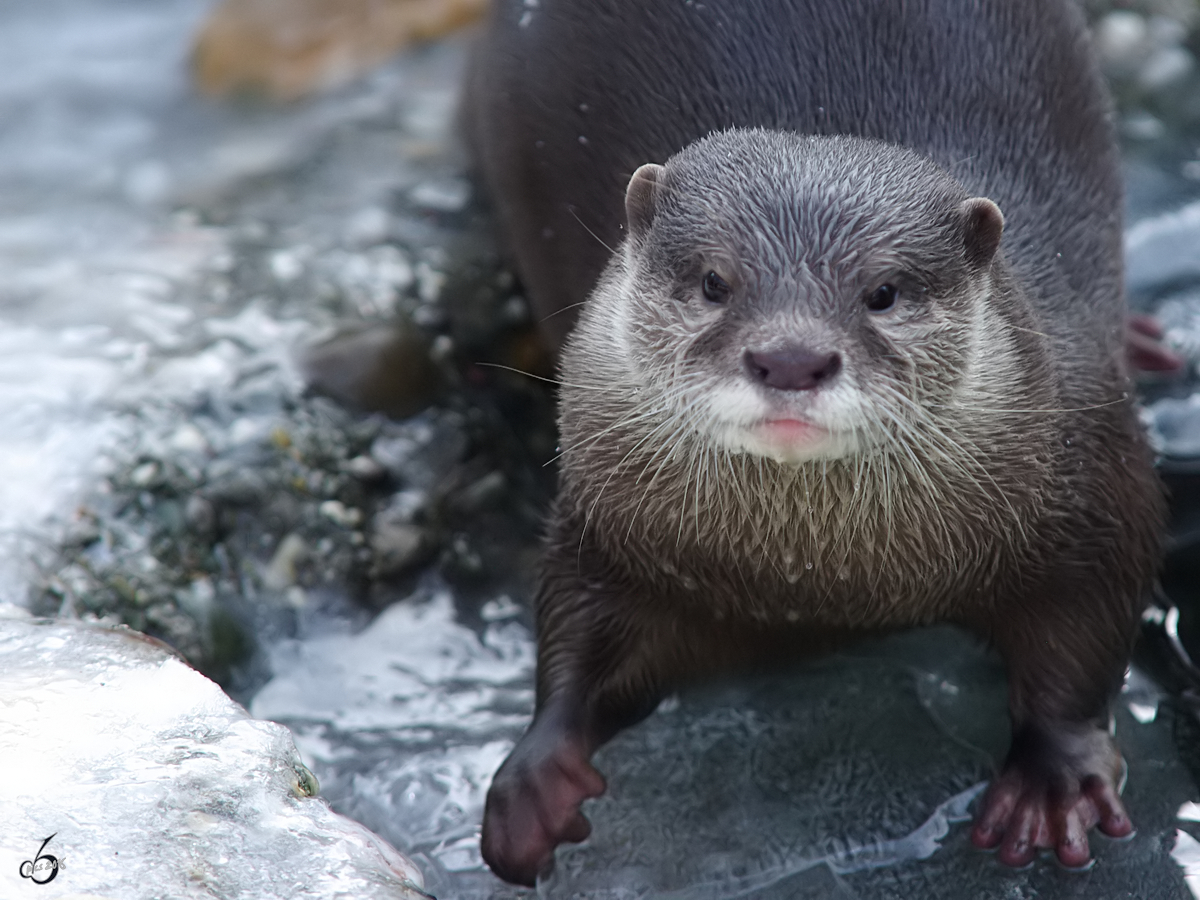 Ein Zwergotter im Zoo Wuppertal. (Januar 2009)