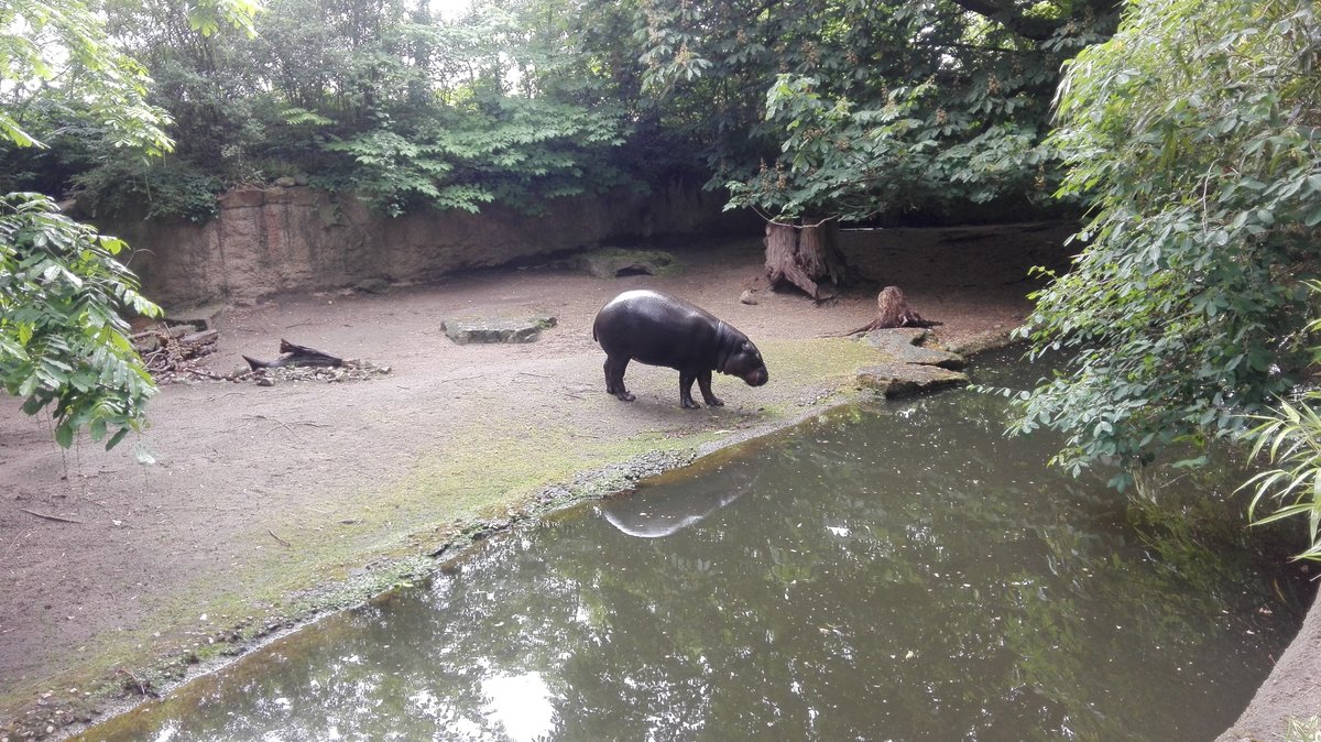 Ein Zwerkflusspferd im Berliner Zoo. Aufgenommen am 25.05.2020.