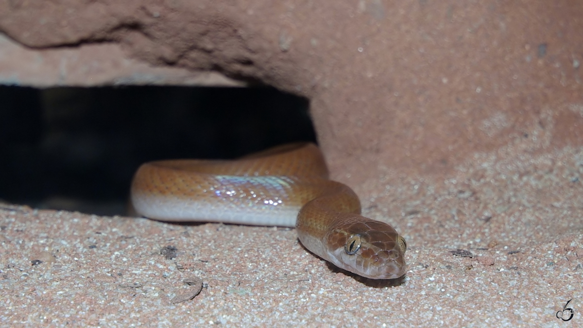 Eine skulapnatter kricht aus ihrem Versteck hervor. (Terrazoo Rheinberg, August 2007)