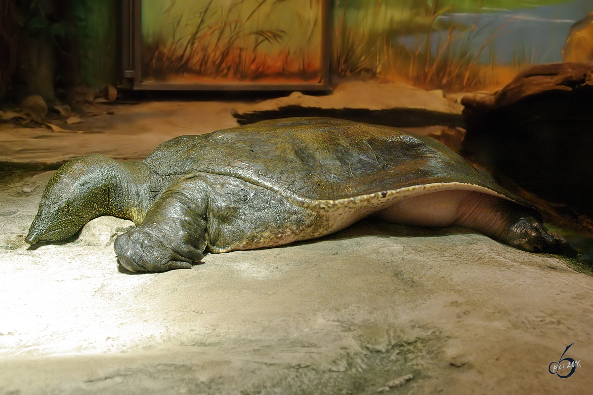 Eine Afrikanische Weichschildkrte