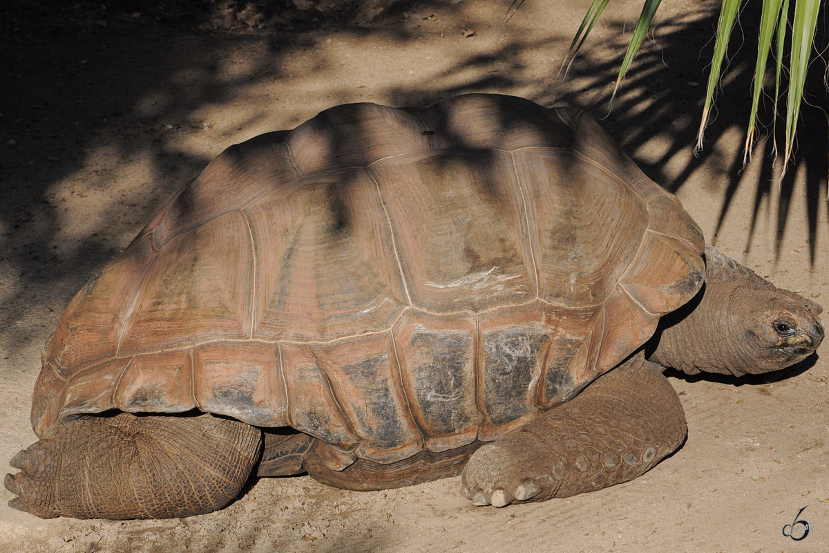 Eine Aldabra-Riesenschildkrte im Zoo Barcelona (Dezember 2011)
