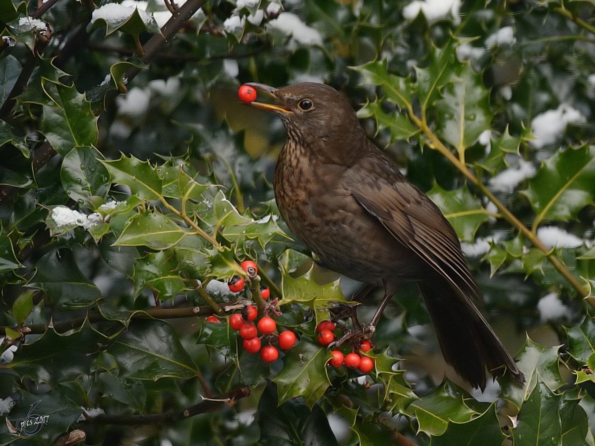 Eine Amsel auf erfolgreicher Futtersuche