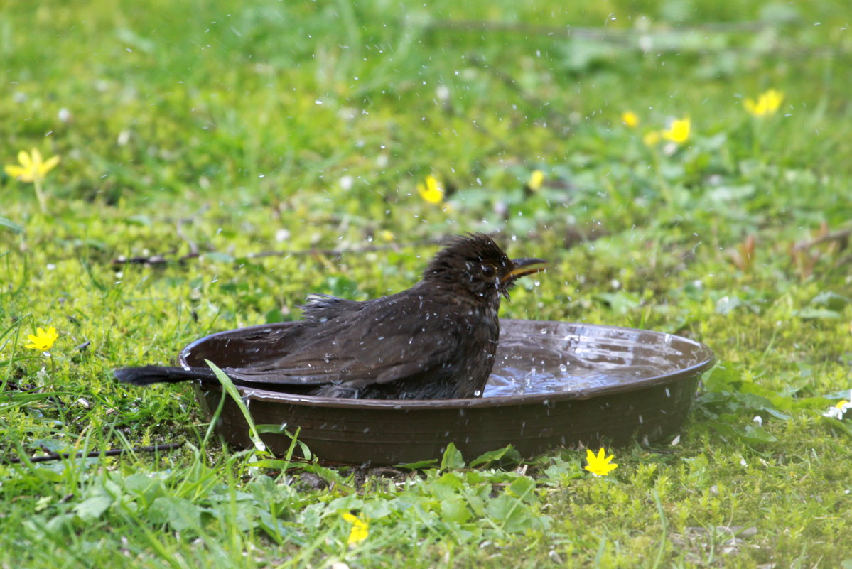 Eine Amsel badet in unserem Garten; 27.03.2014