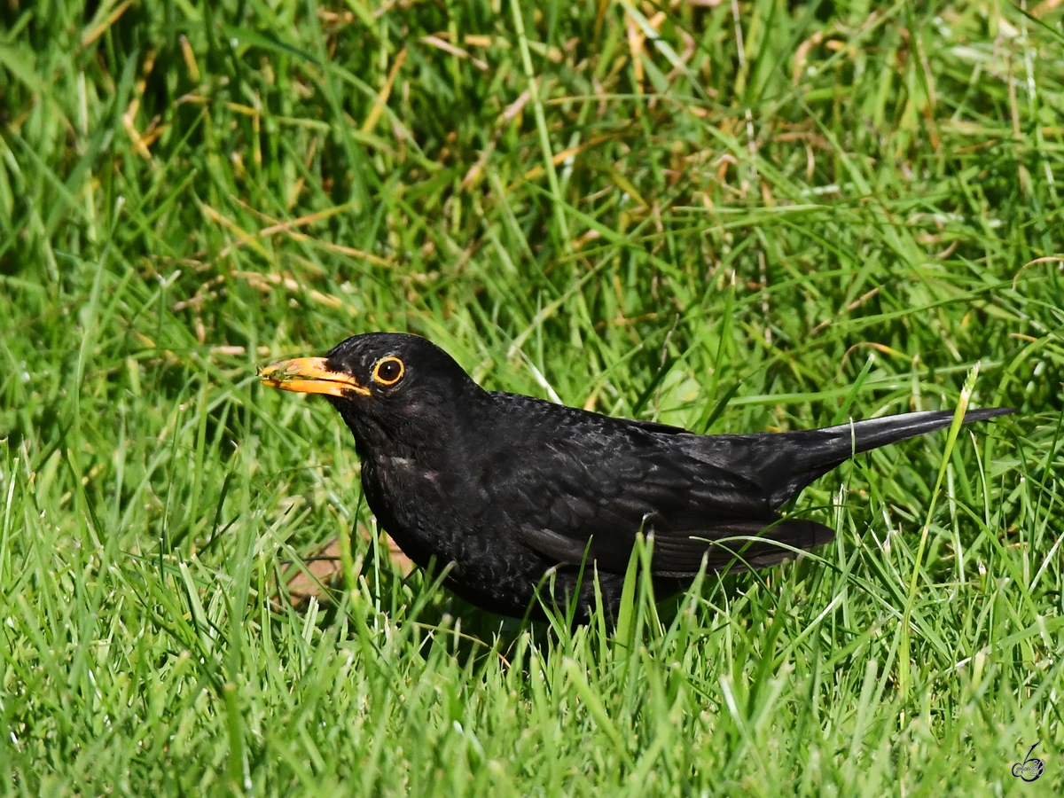 Eine Amsel hatte Erfolg bei der Suche nach Nahrung. (Hattingen, Juli 2020)