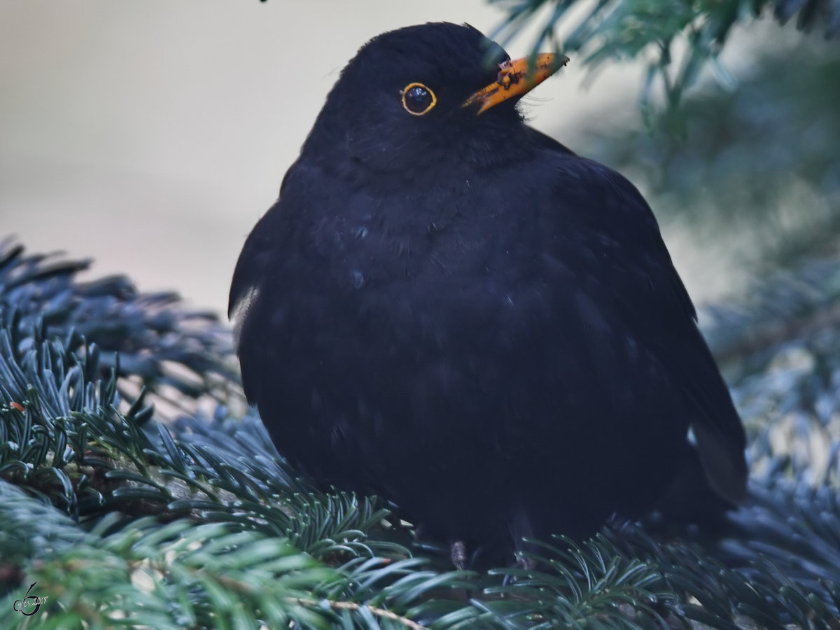 Eine Amsel ruht sich in einer Tanne aus. (Hattingen, Mrz 2018)