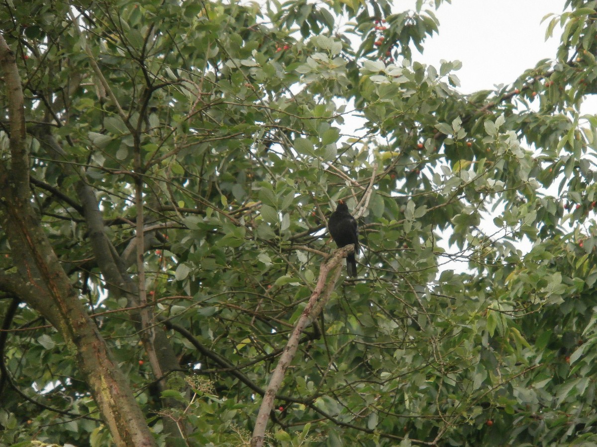 Eine Amsel sitzt auf einem umgeknicken Baum.

Grevenbroich 10.06.2014