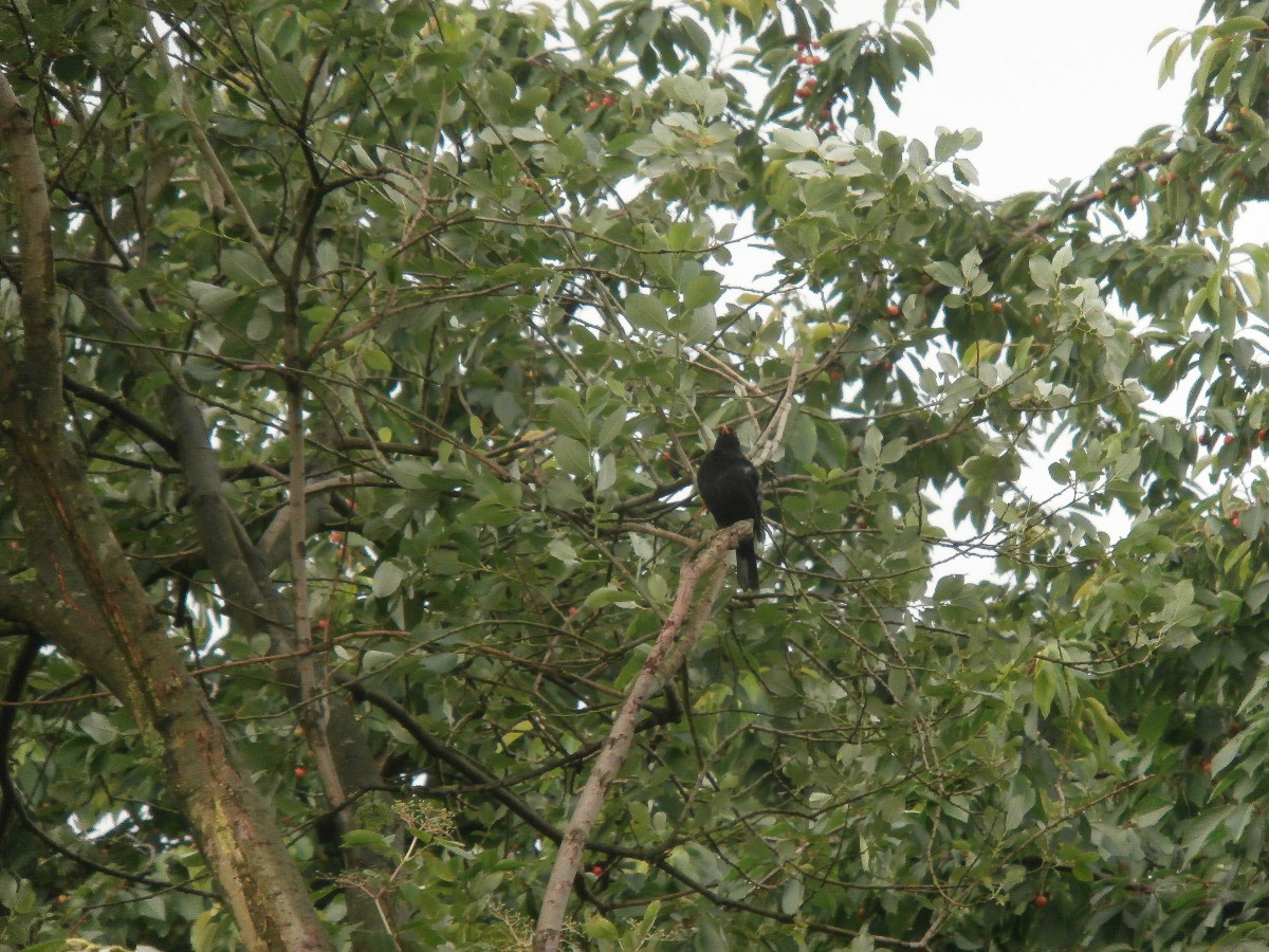 Eine Amsel sitzt auf einem umgeknicken Baum.

Grevenbroich 10.06.2014