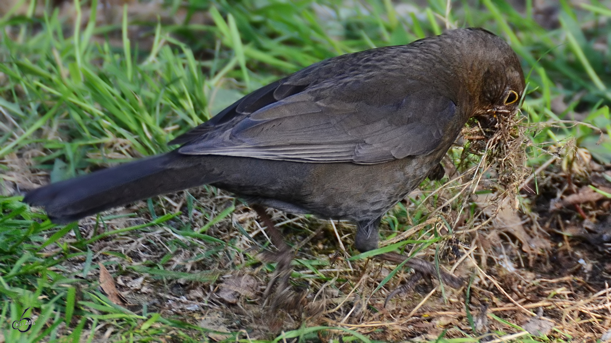 Eine Amsel sucht tchtig Material fr den Nestbau. (Dresden, April 2014)