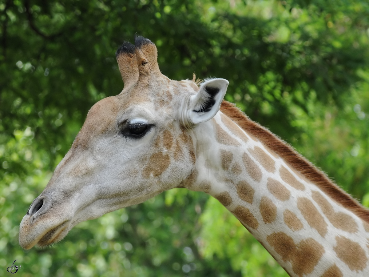 Eine Angola-Giraffe im Zoo Dortmund. (Juni 2010)